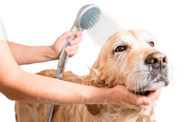 Golden Good boy Getting a wash