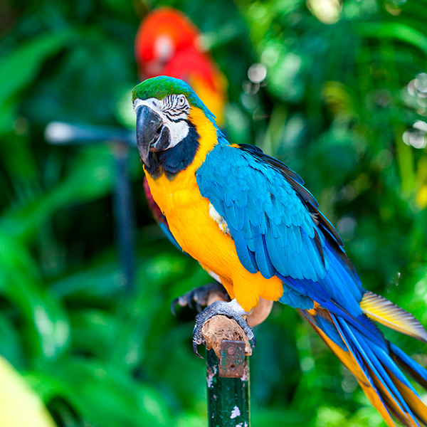 A blue and Gold Macaw