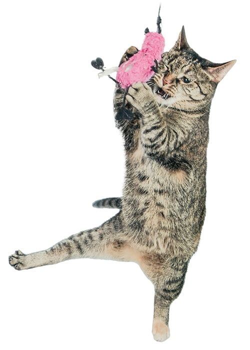 A tabby cat leaping through the air catching a cat toy.