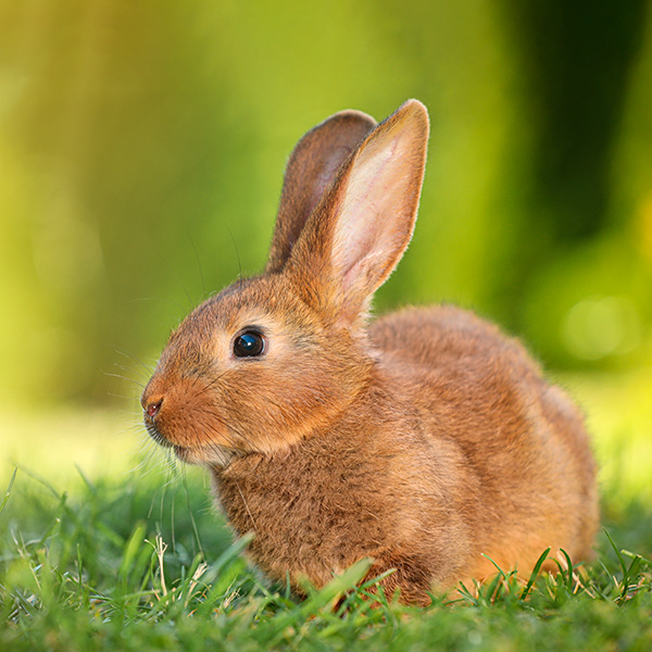 Domestic bunny rabbit