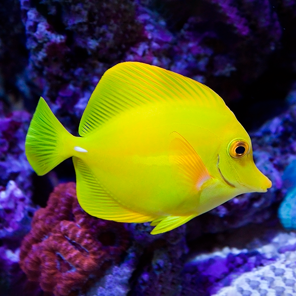A yellow tang fish